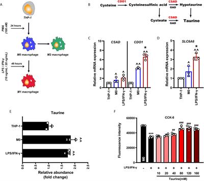 Taurine Antagonizes Macrophages M1 Polarization by Mitophagy-Glycolysis Switch Blockage via Dragging SAM-PP2Ac Transmethylation